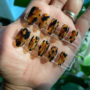 Abstract Tortoise shell