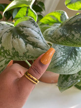 Load image into Gallery viewer, MUSTARD