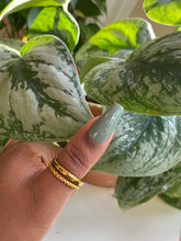 Load image into Gallery viewer, SAGE